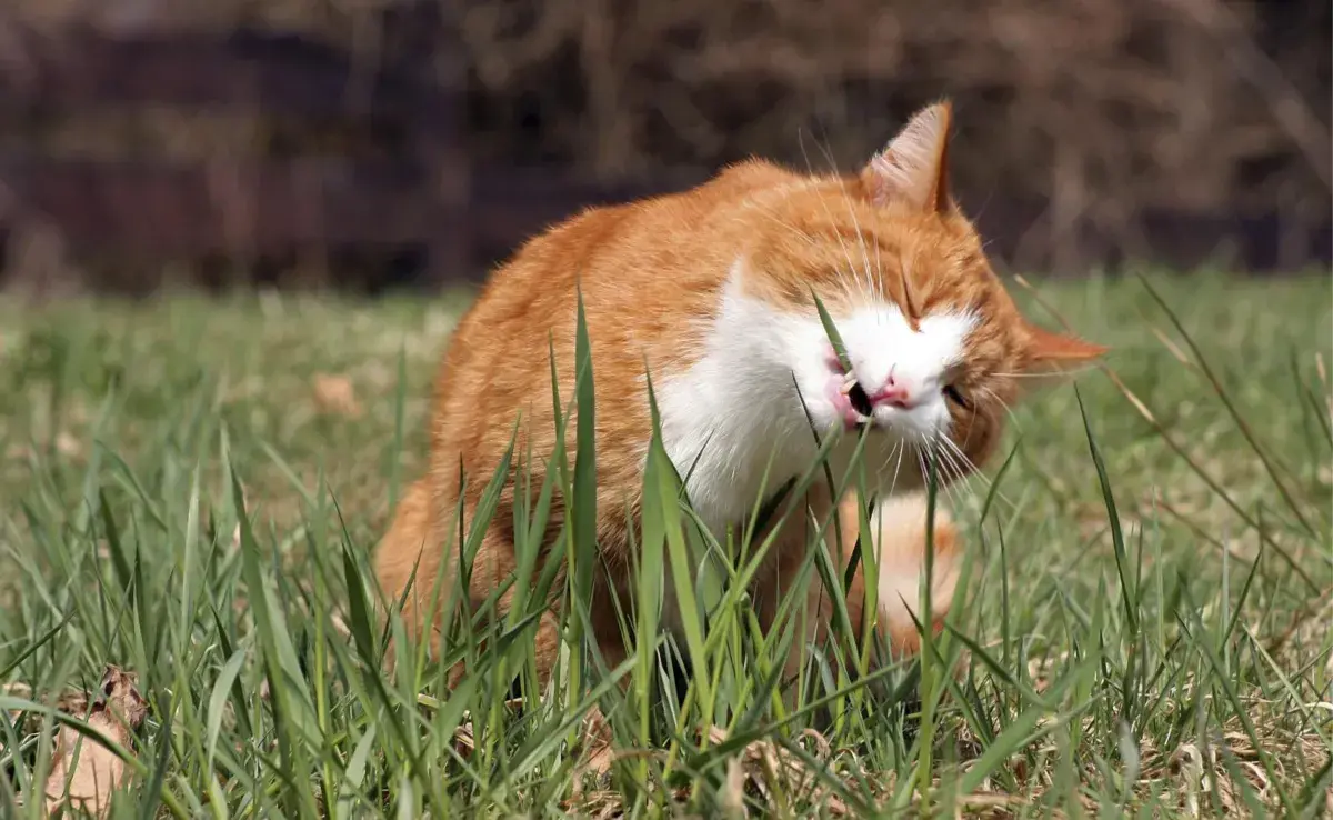 Uno de los principales beneficios del pasto para gatos es su efecto positivo en el sistema digestivo. 