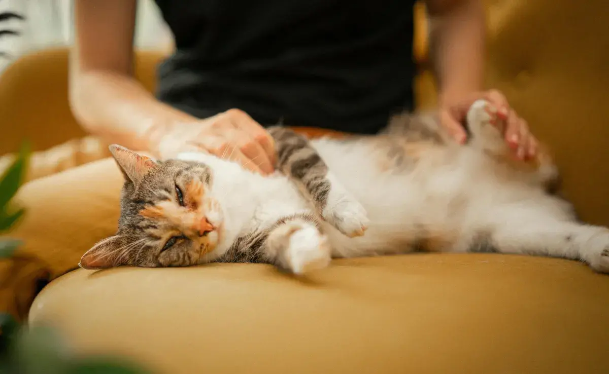 Los gatos no sonríen como los humanos.