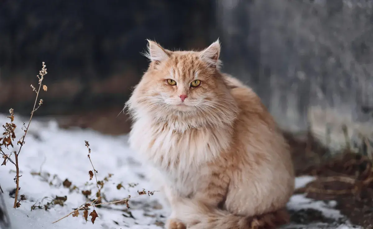 Uno de cuatro gatos de casa tiene obesidad.