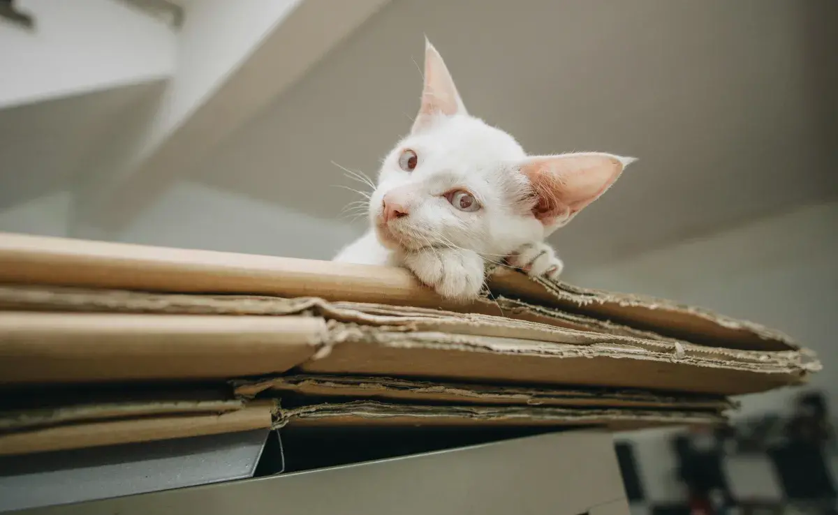 Debido a su anatomía, los gatos se pueden moldear en todas partes.