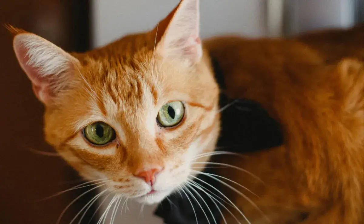 Los gatos naranjas, también conocidos como gatos atigrados o "tabby", son famosos por su pelaje distintivo y su personalidad.