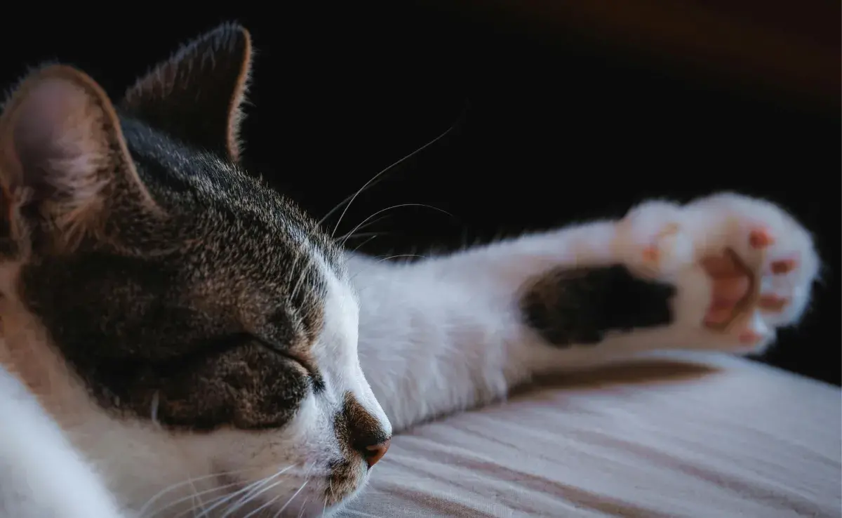 Cuidado con las uñas encarnadas, pues un gato polidáctilo es más propenso. 