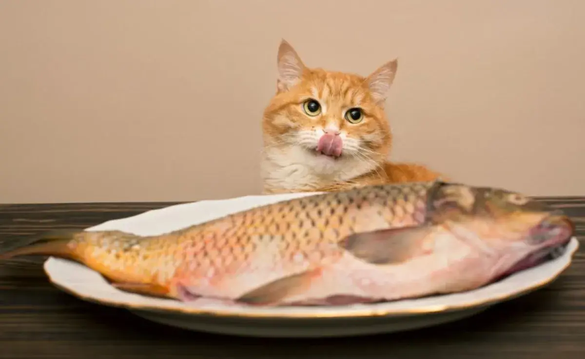 El pescado crudo presenta varios riesgos para los gatos domésticos.