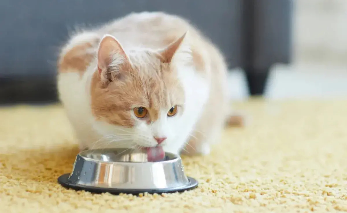 El agua es esencial para la salud y bienestar de los gatos.