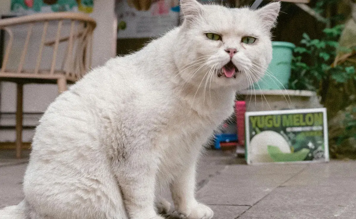 Los gatos también pueden desarrollar alergias. 