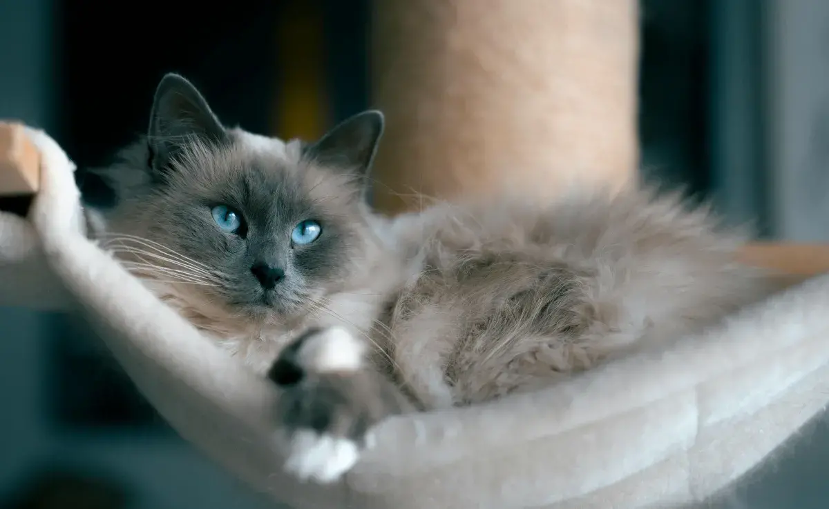 Las razas de gatos grandes tienden a subir de peso.