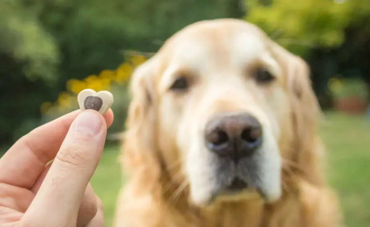 El colágeno es una proteína esencial para la salud de las articulaciones, piel y pelaje de los perros. 