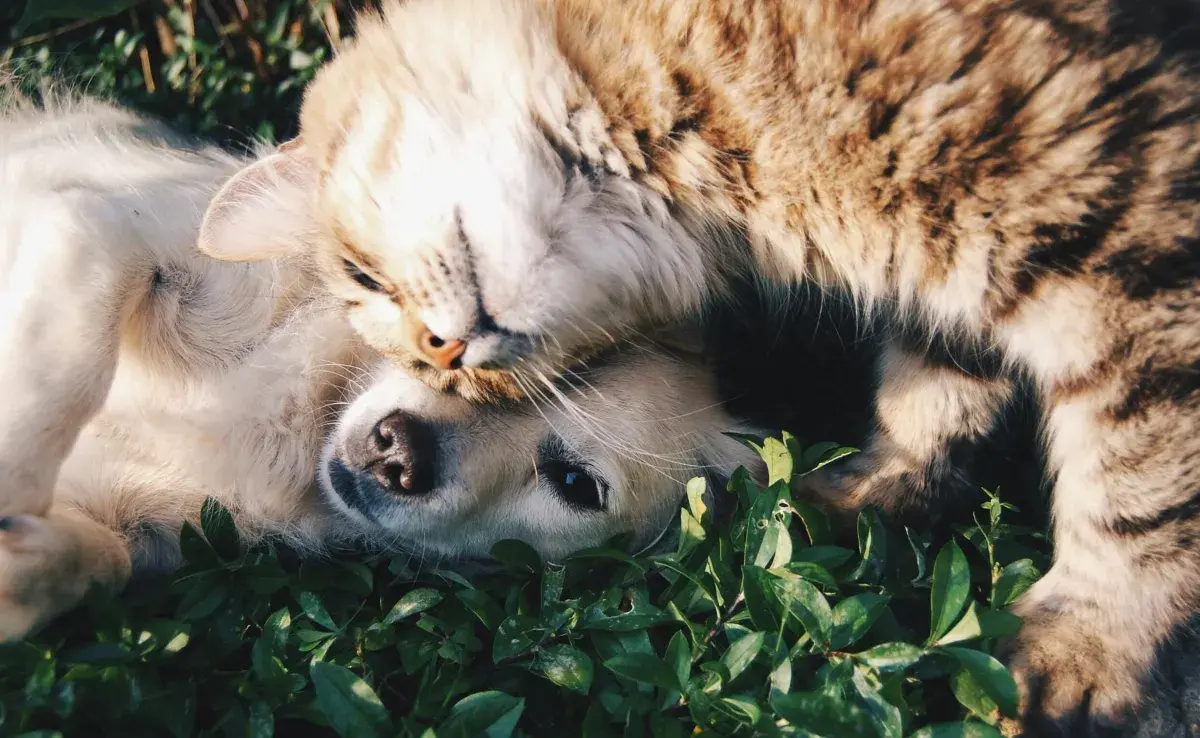 Los perros son más inteligentes que los gatos.