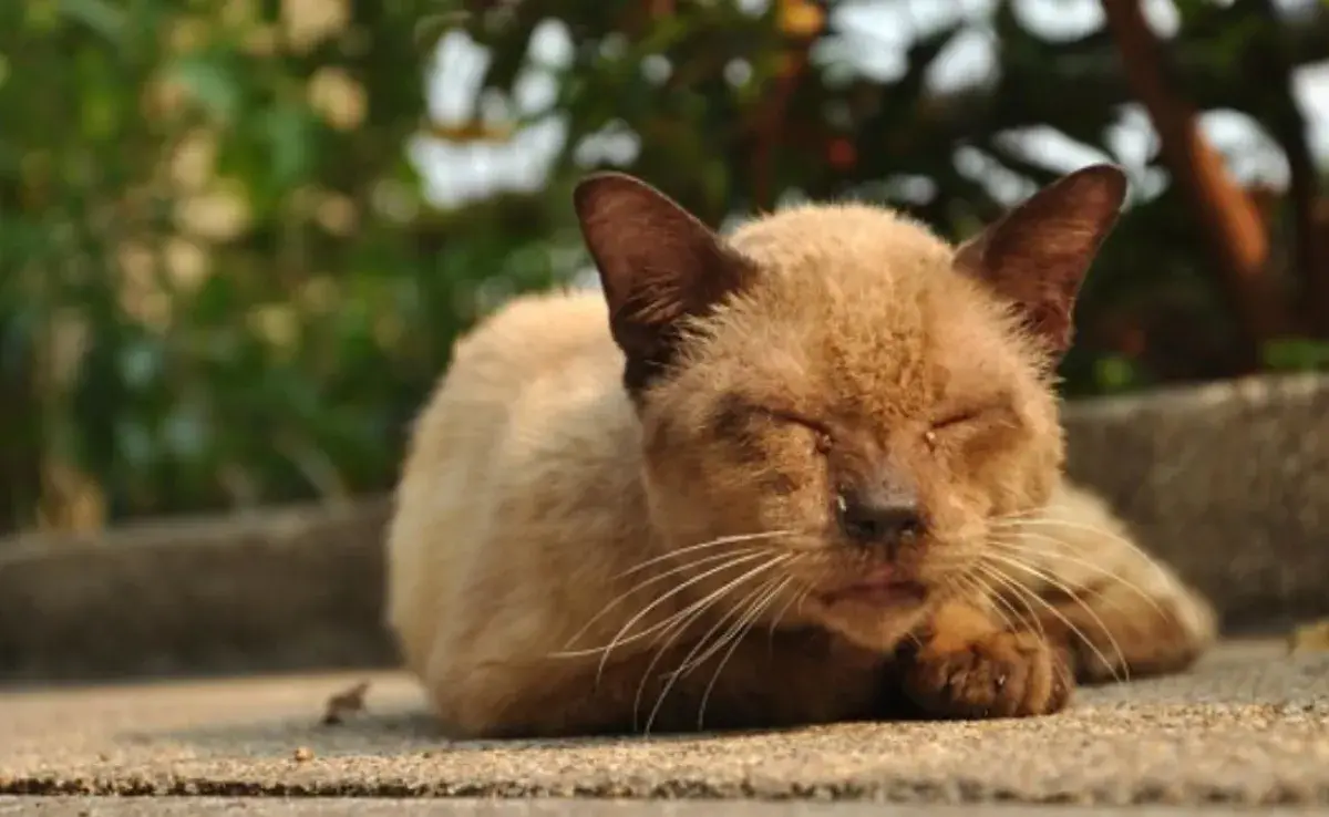 Leucemia felina: ¿cómo se transmite entre los gatos?