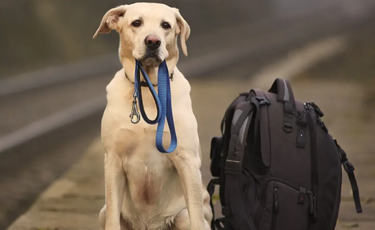 Cómo armar un kit de emergencia para tu mascota y qué elementos no pueden faltar.