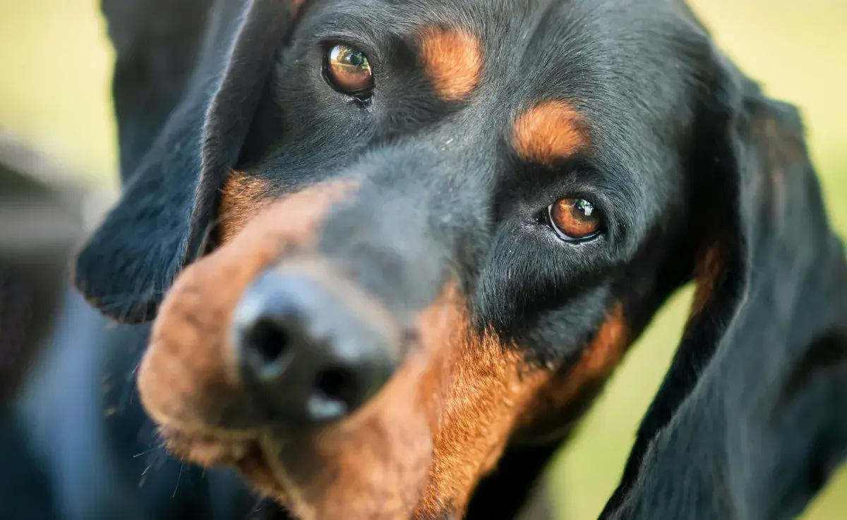 Mediante la nariz se puede encontrar a la mascota perdida. 