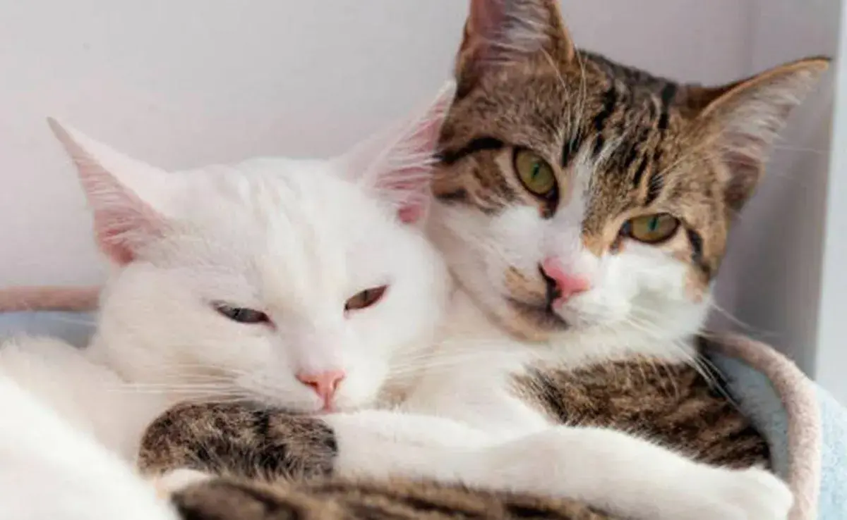 Las gatas entran en celo, también conocido como estro, generalmente durante la primavera y el verano. 