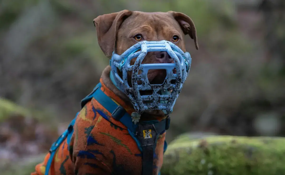 Un bozal mal puesto, puede causarle estrés a tu perro. 