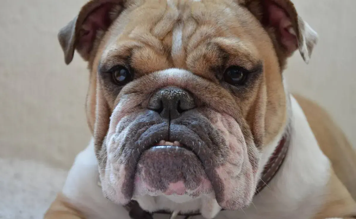 El bulldog es un perro ideal para quienes buscan un compañero cariñoso y leal.