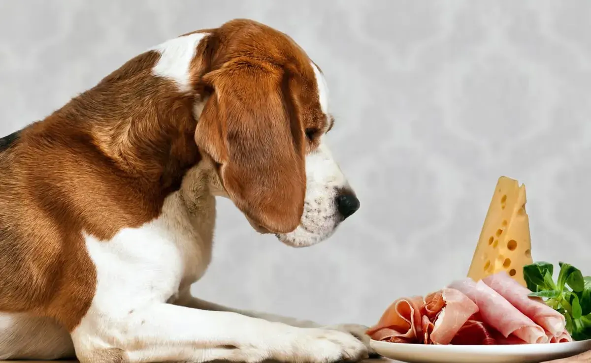 El alto contenido graso puede desencadenar esta grave condición en perros susceptibles.