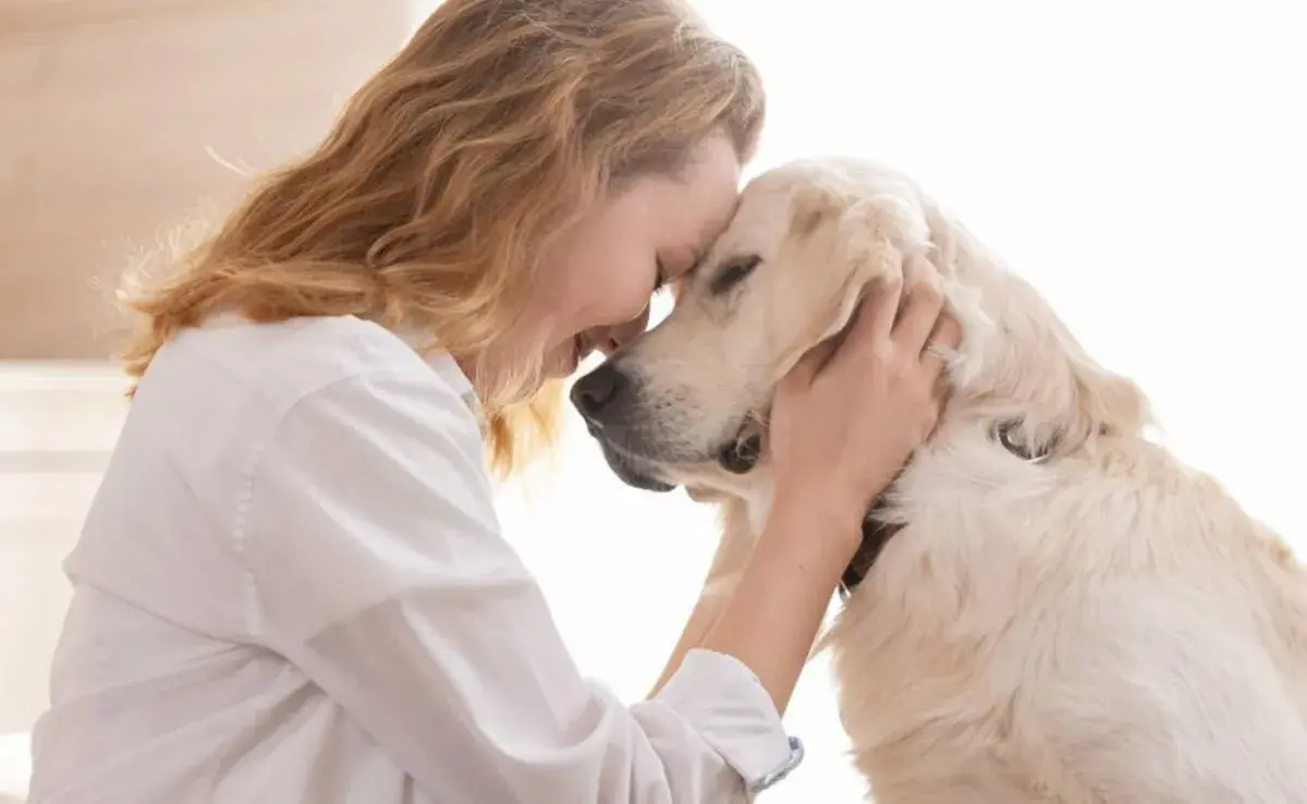 El labrador retriever es una de las razas más populares y recomendadas para apoyo emocional. 