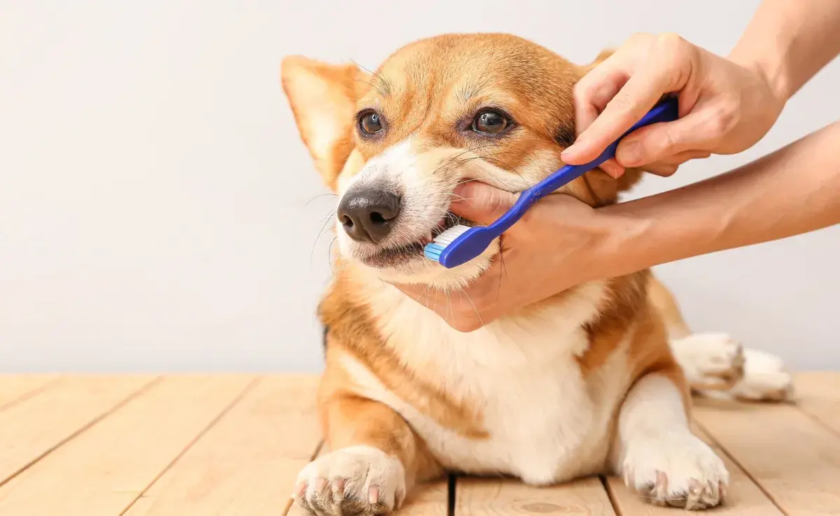 Idealmente, los perros deberían recibir un cepillado dental diario.