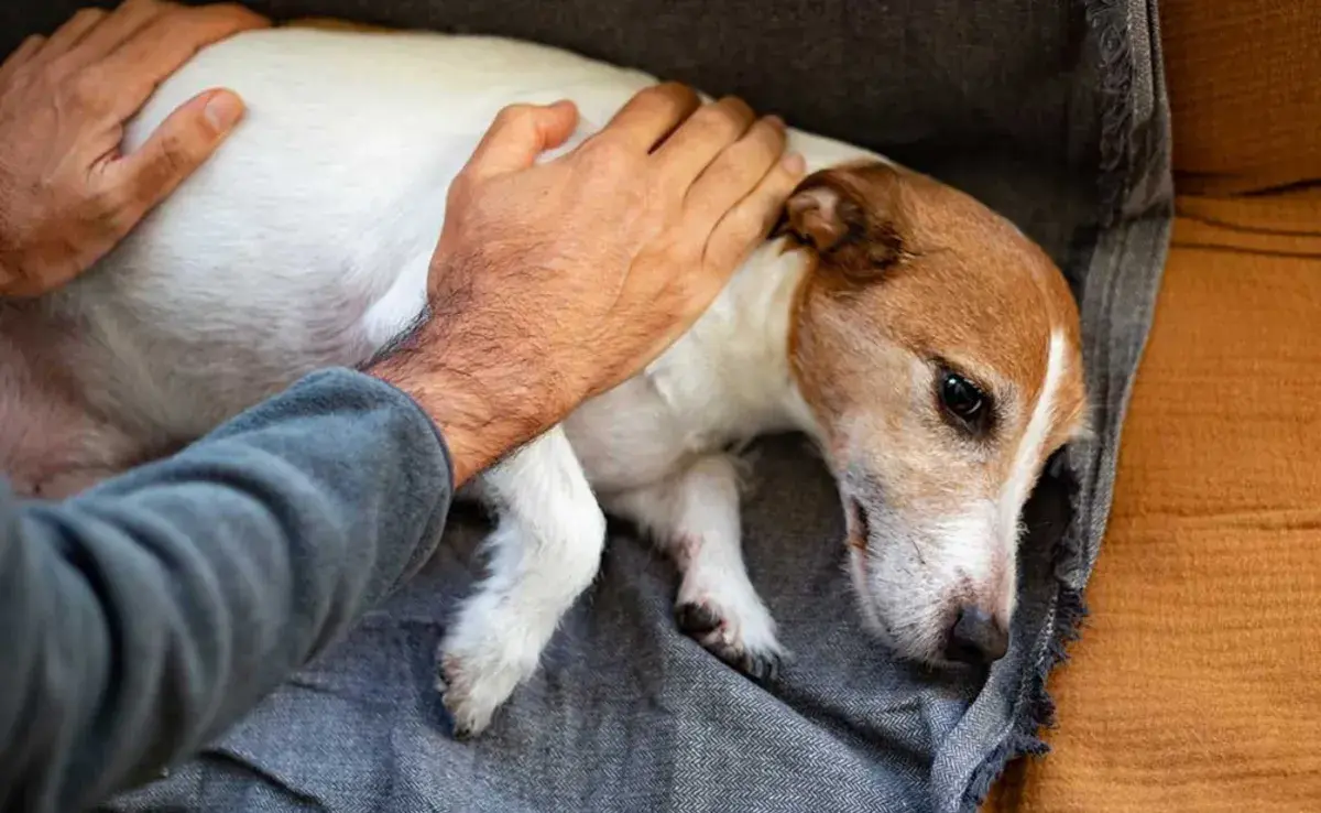 Los tumores en perros pueden clasificarse en benignos y malignos.