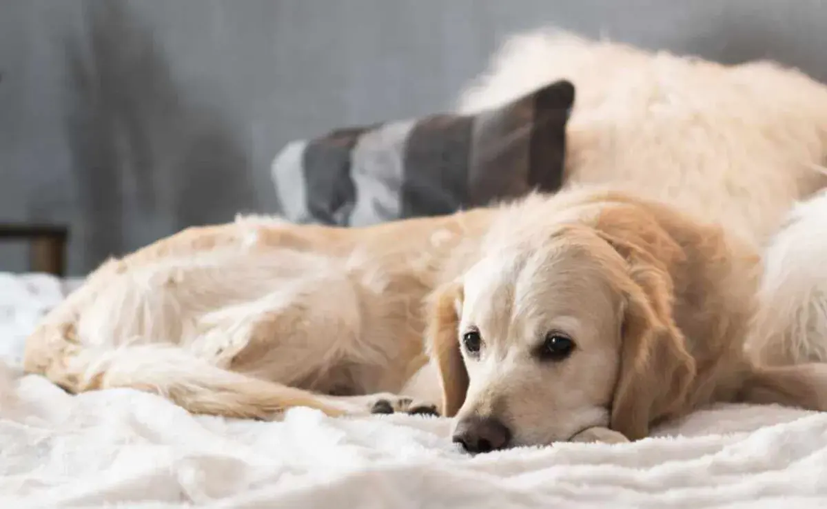 La relación entre los perros y los humanos es profunda y está basada en la comunicación constante.