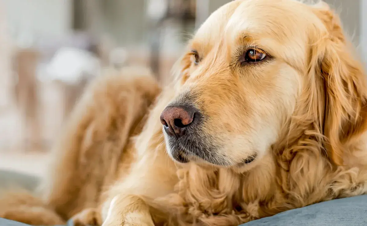 El hipotiroidismo en los perros se caracteriza por la deficiencia de las hormonas tiroideas.