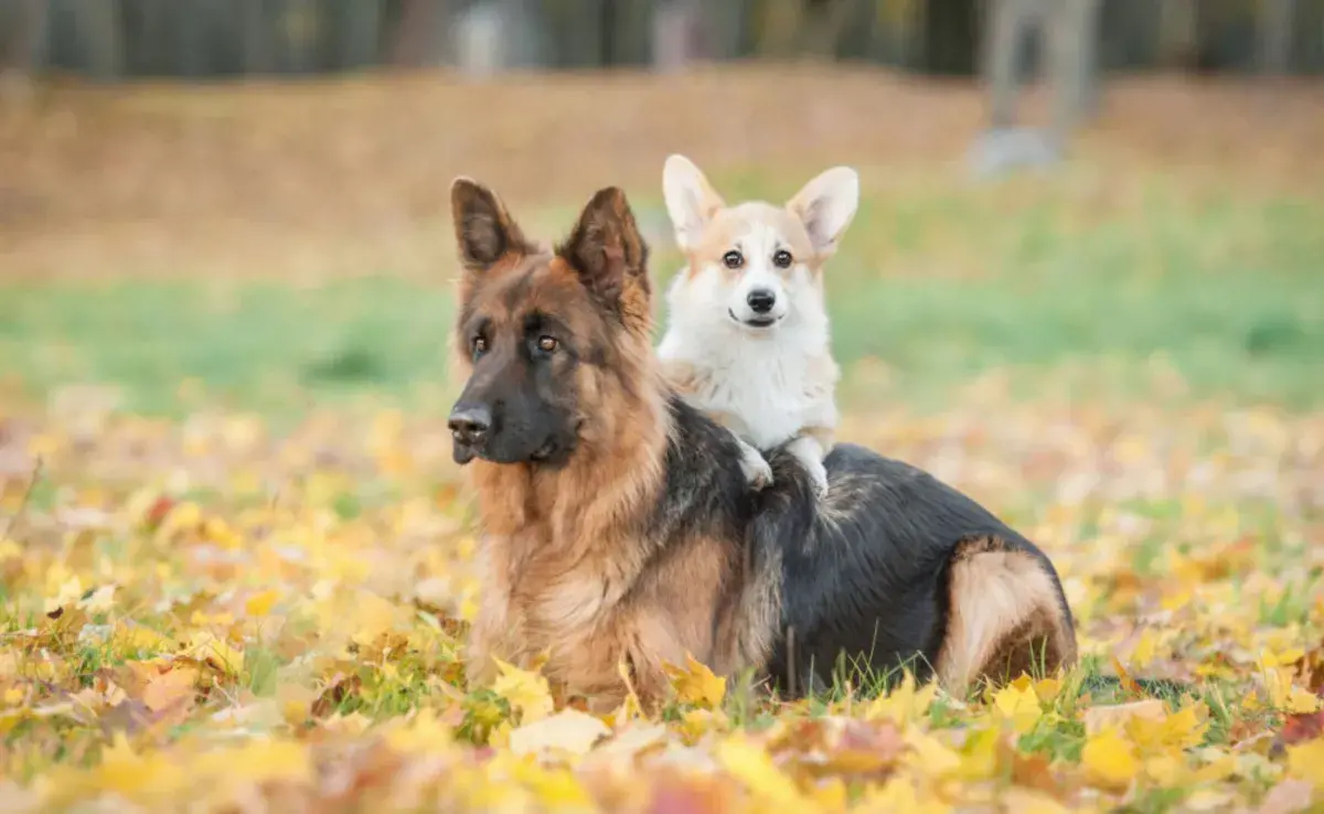 Los perros grandes envejecen más rápidamente a nivel celular.