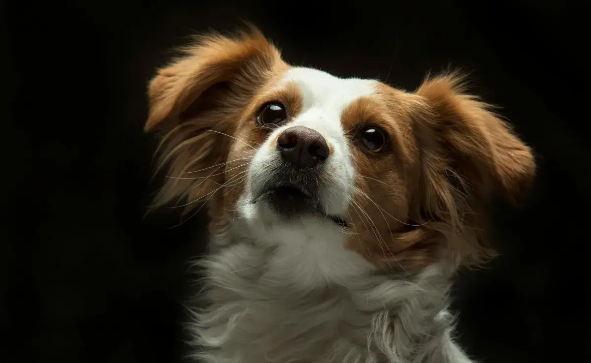 Las vitaminas para perro ayudan a mejorar el pelo.