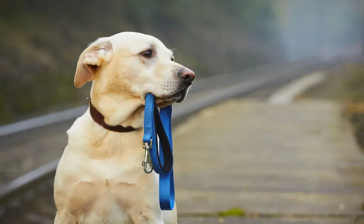 Si un perro se pierde cerca de su hogar, puede encontrar el camino de vuelta en cuestión de horas.