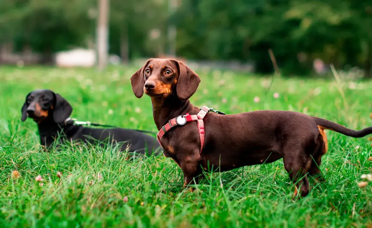 Más allá de su aspecto, el Dachshund de pelo largo también se destaca por su carácter.