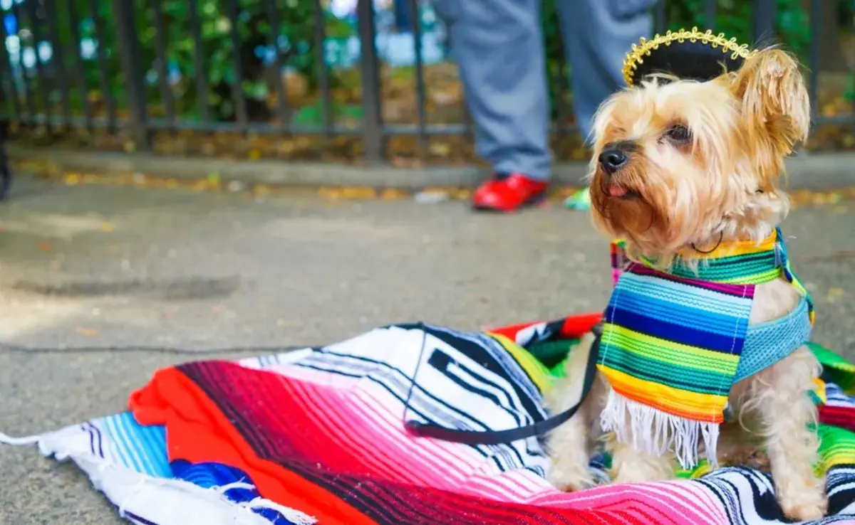 Aunque es tentador elegir los looks más elaborados para nuestras mascotas, siempre es importante priorizar su confort