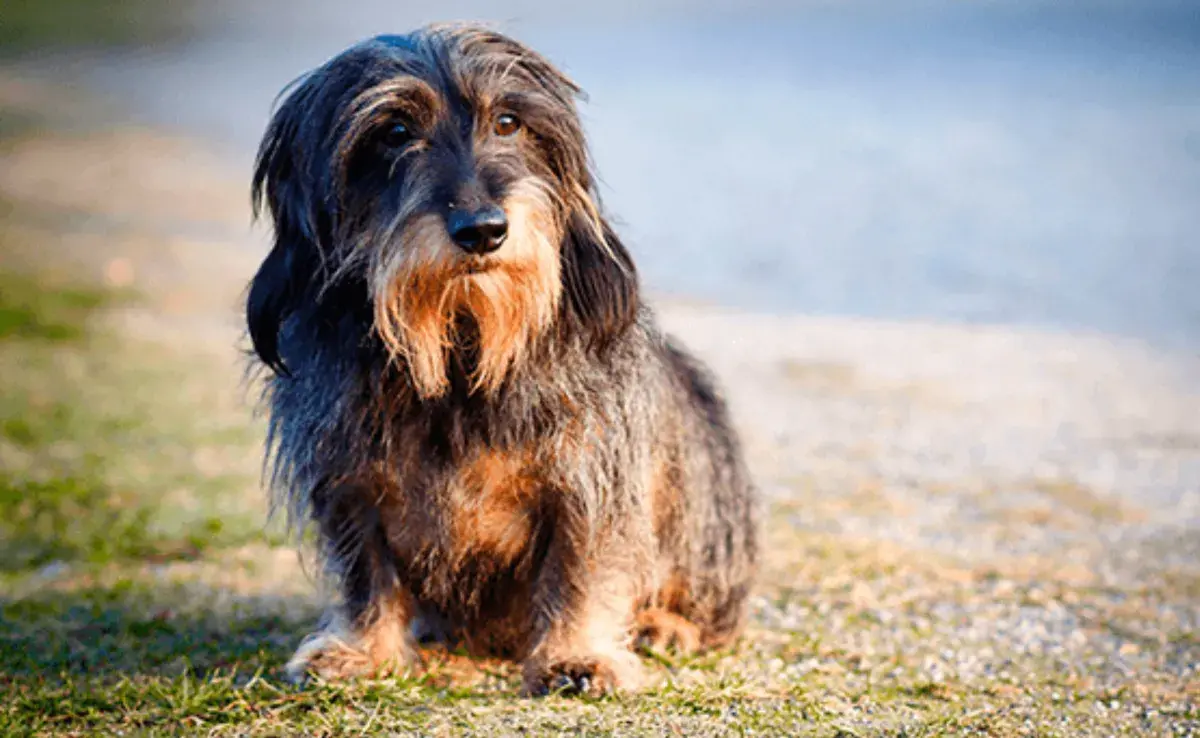 La dieta es uno de los factores más importantes en la salud de cualquier perro. 