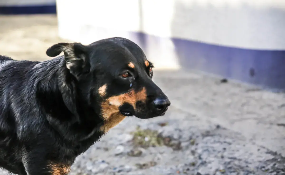 Descubre las principales razones por las que los perros lloran y cómo ayudarlos".