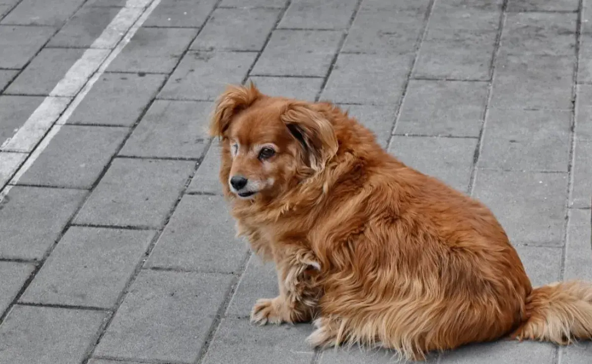 ¿Es un perro perdido o callejero? Aprende a diferenciarlos para ayudar a un perro perdido.