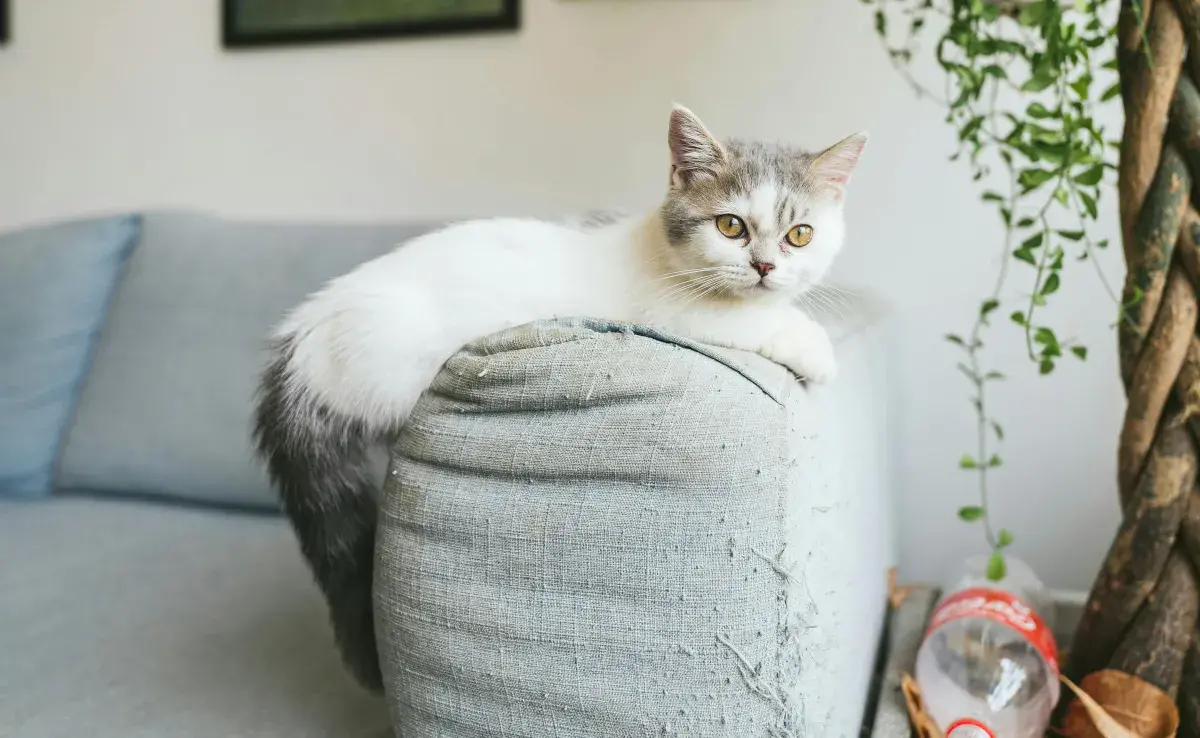 ¿Gatos con patas cortas tienen problemas de movilidad? Descúbrelo aquí.