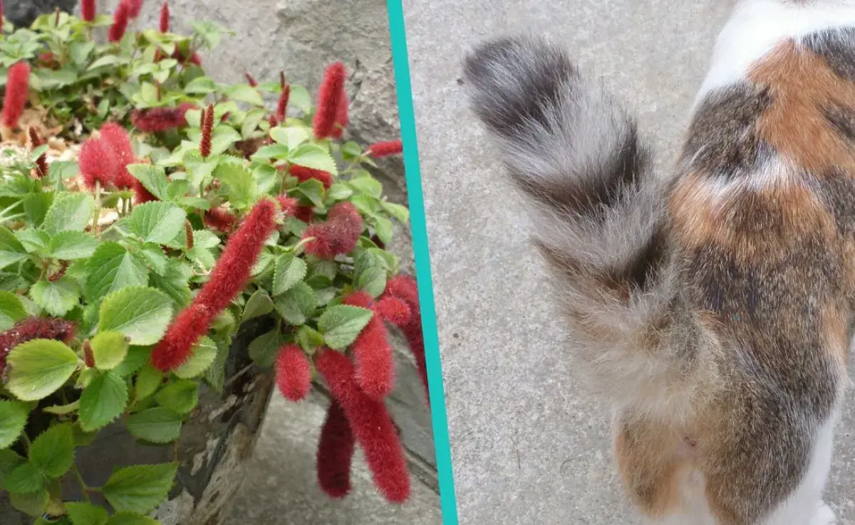 La planta cola de gato, segura para tu felino.