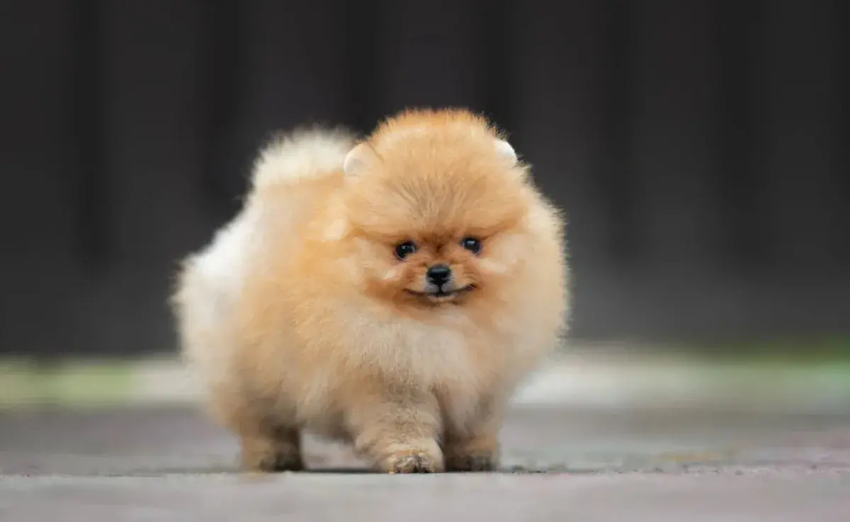 Los Pomerania mini son una de las razas más adorables y pequeñas del mundo canino. 