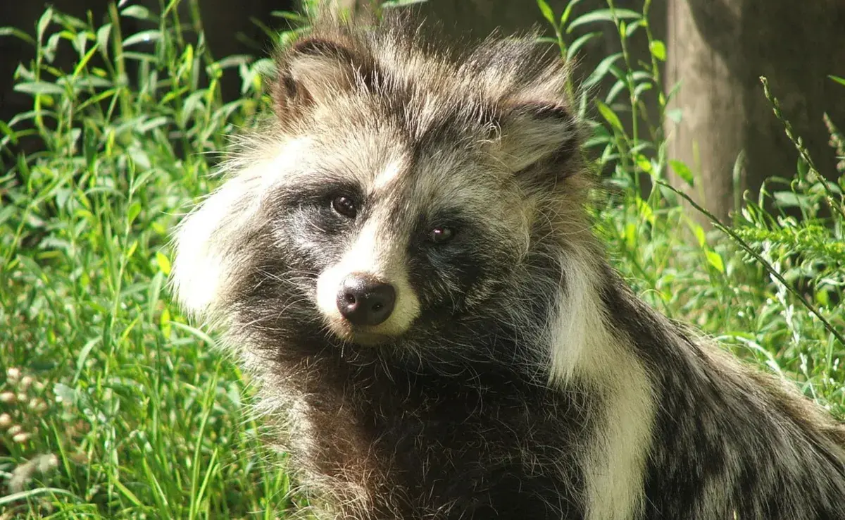 El perro mapache se trata de un Tanuki. Foto: folklorethursday.com