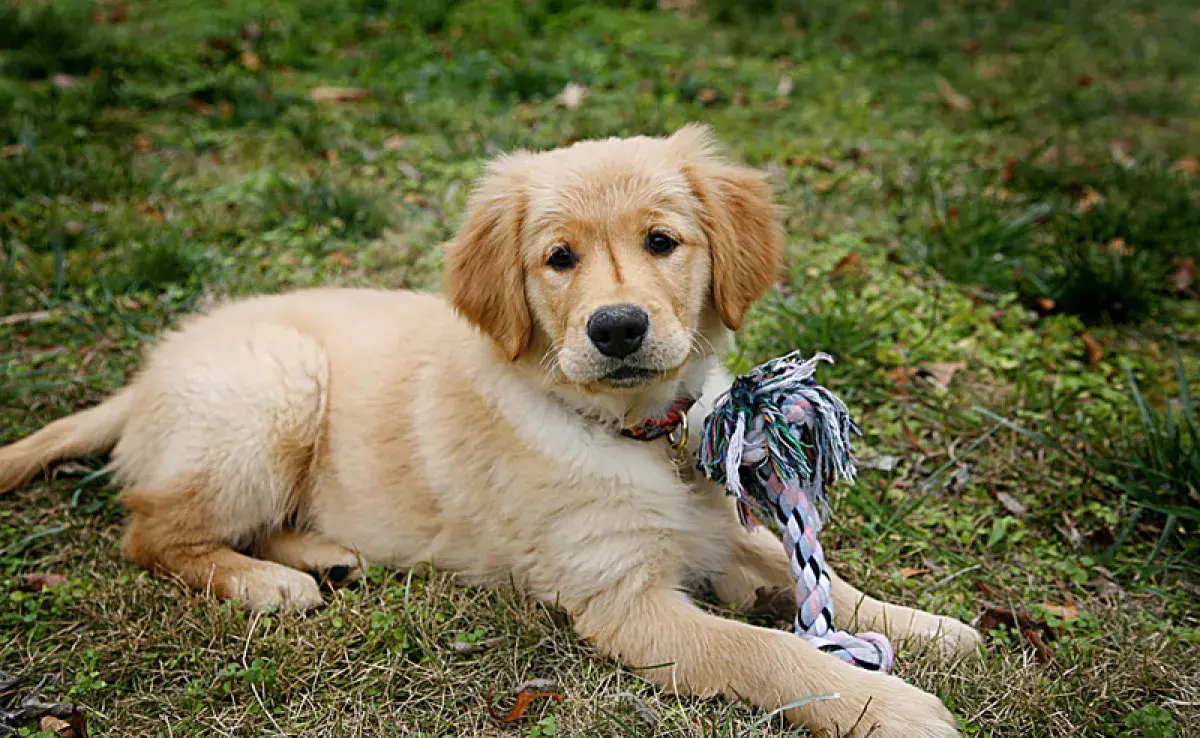 Etapas del crecimiento: ¿Cuándo deja de ser cachorro tu perro?