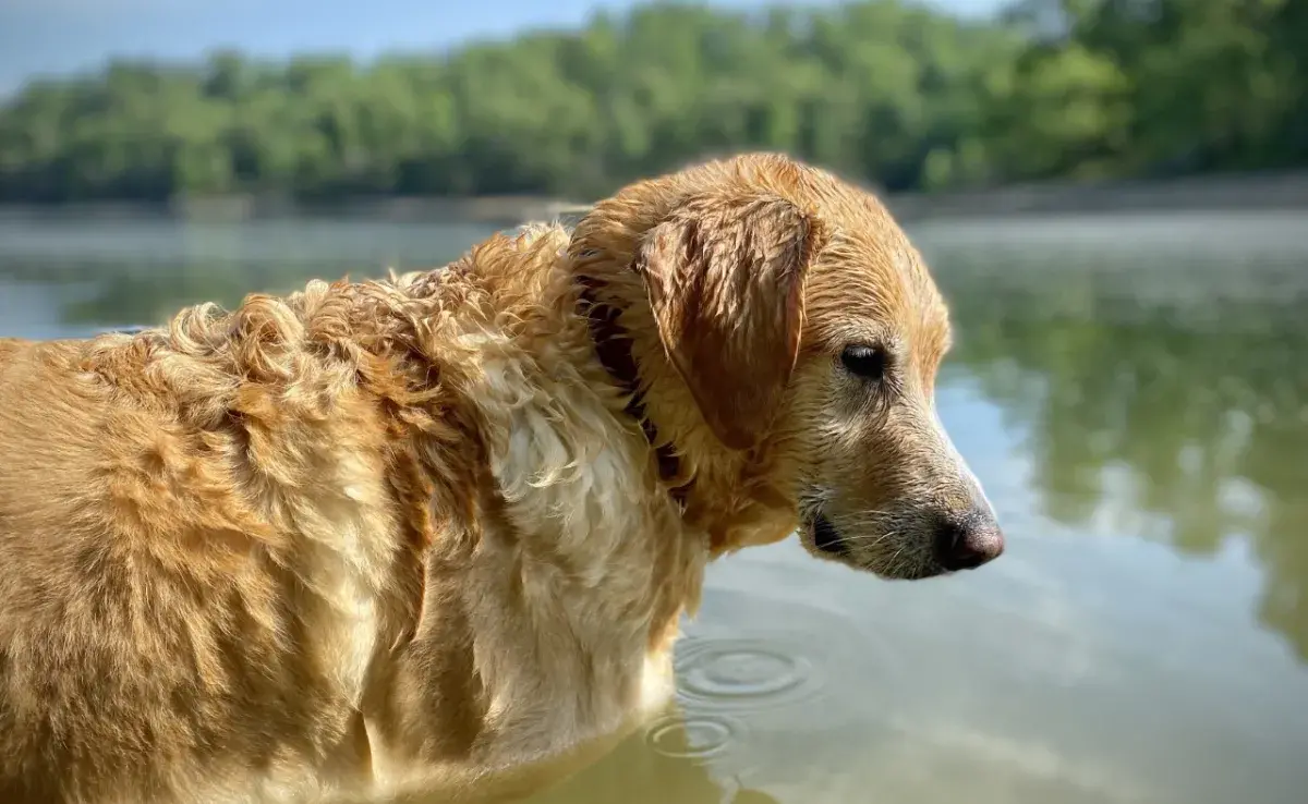 ¿Tu perro le tiene miedo al agua? Aprende cómo ayudarlo.