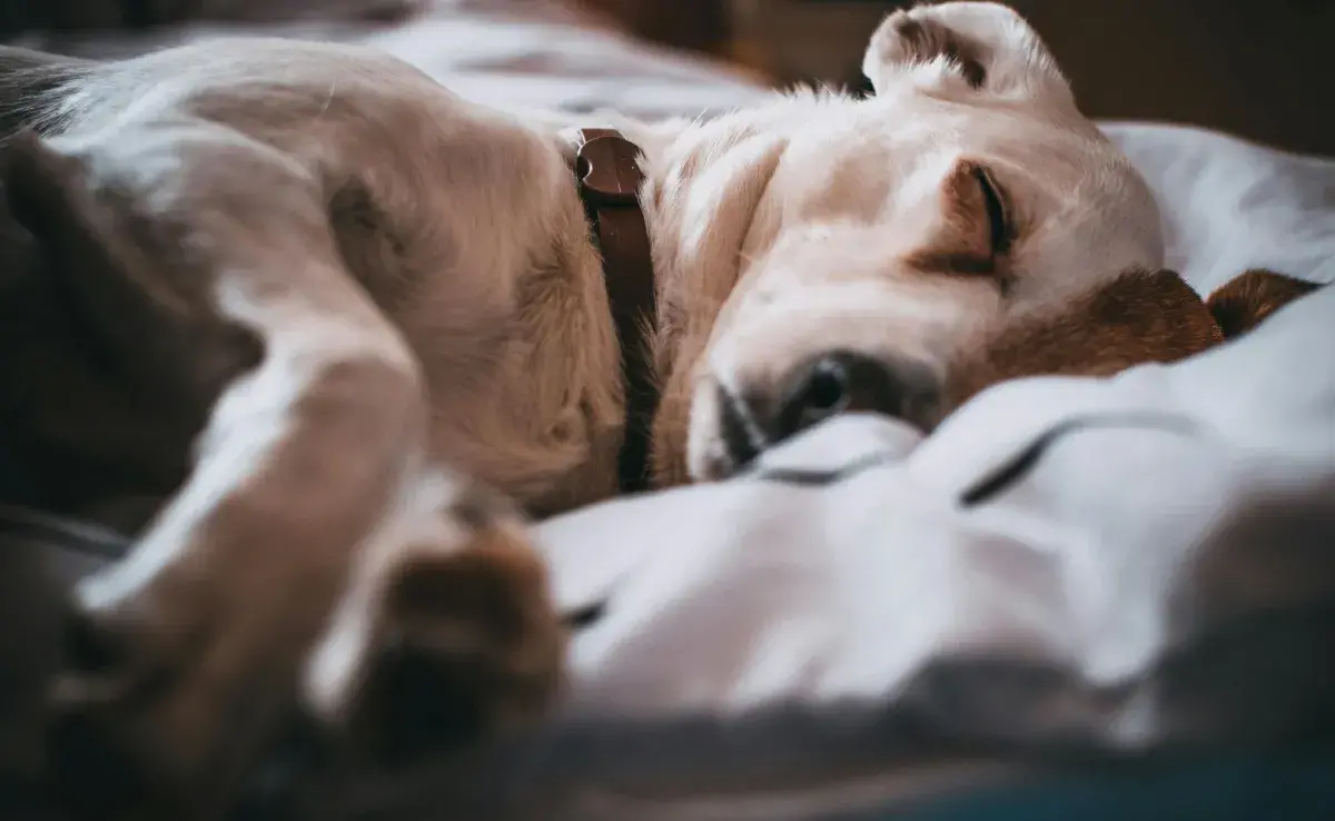 A los perros no les debes dar alcohol, pues les puedes ocasionar daños neurológicos.