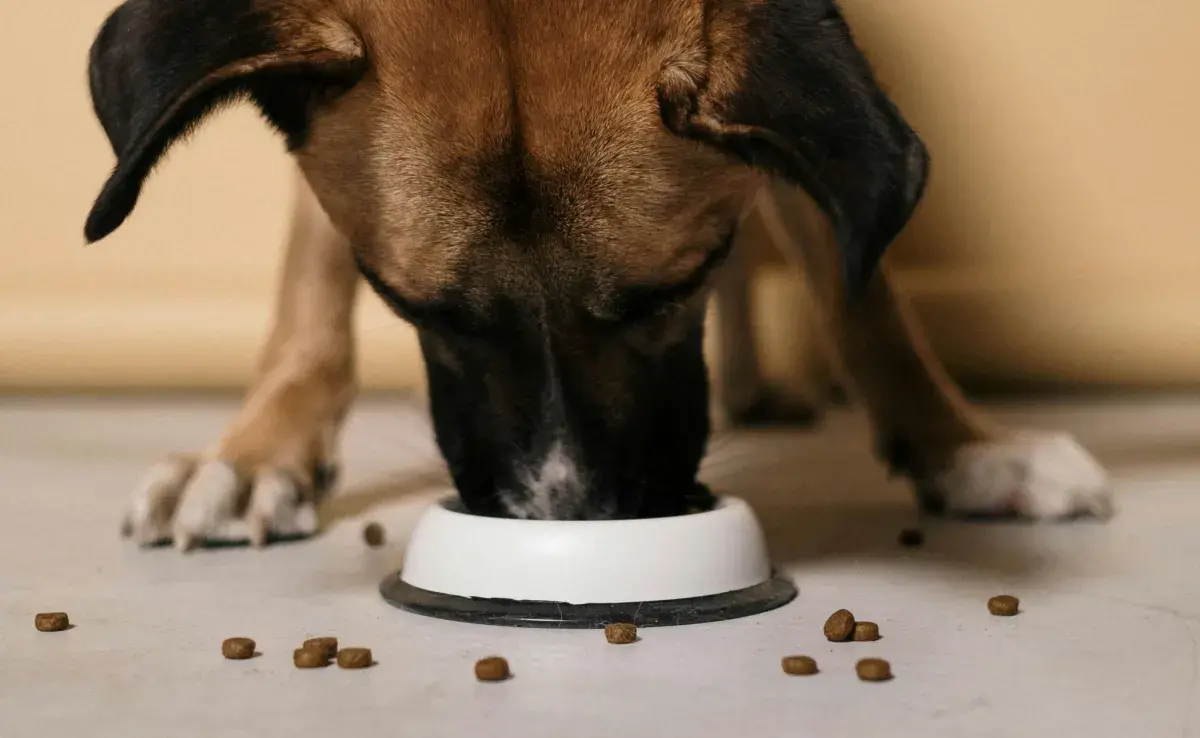 Si tu perro está en etapa reproductiva, opta por el alimento criador.