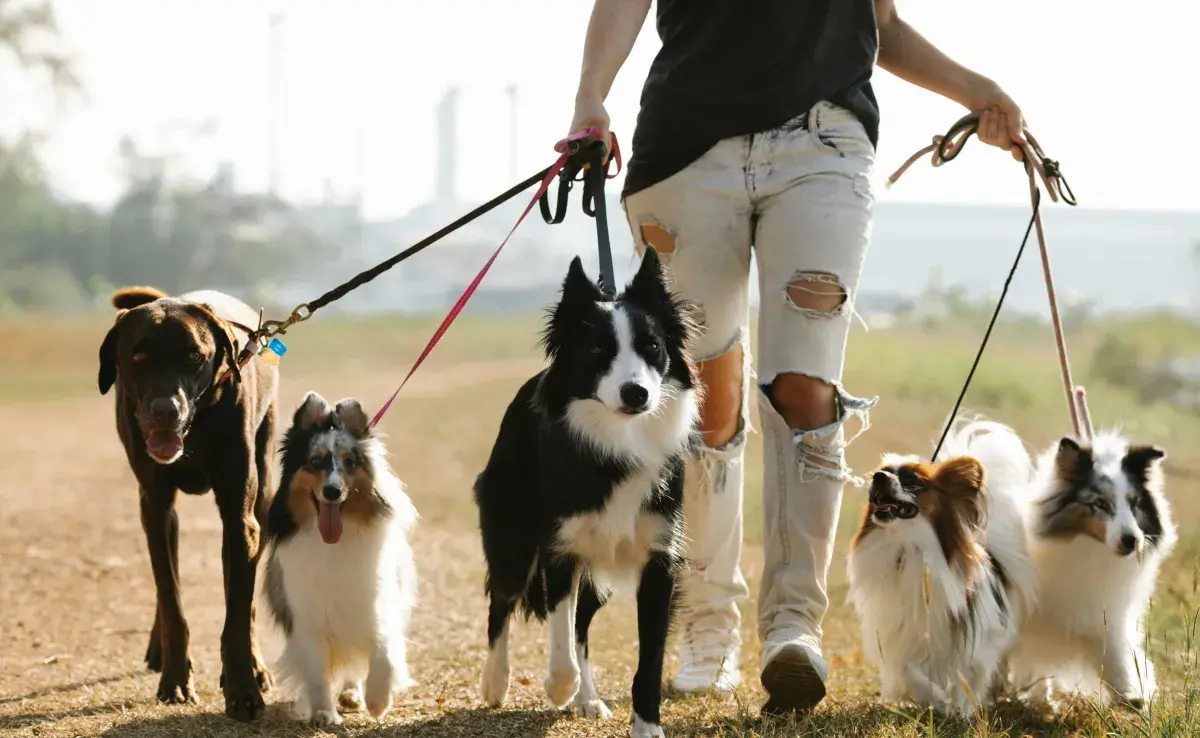 Hoy es día es más común certificarse como paseador de perros.