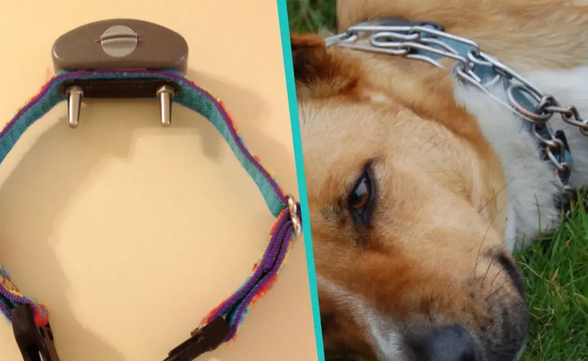 ¿Qué tan peligroso es el collar de castigo para perros?"