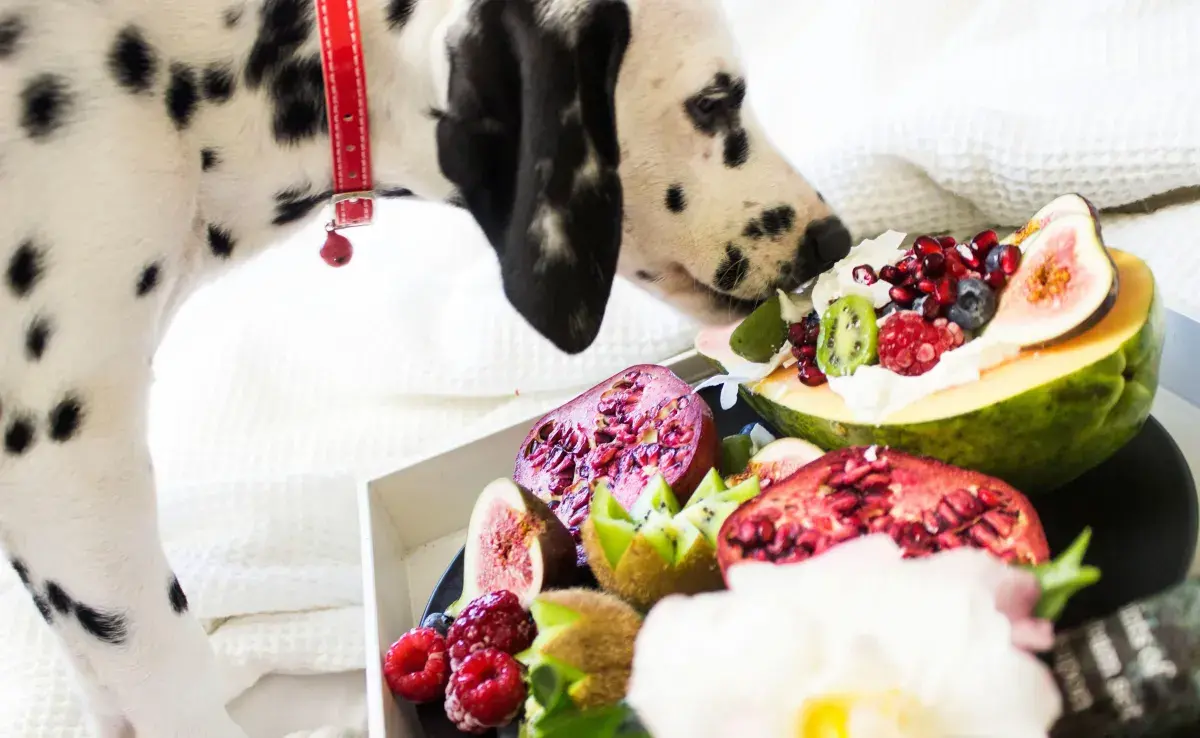 La comida natural para perro es perfecta para la mejora en la salud dental.