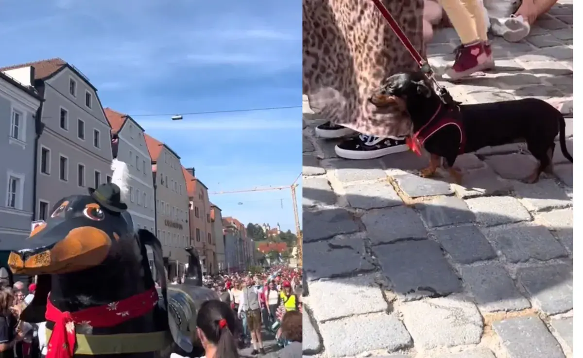 El desfile de perros salchicha se organizó con motivo del Oktoberfest. 