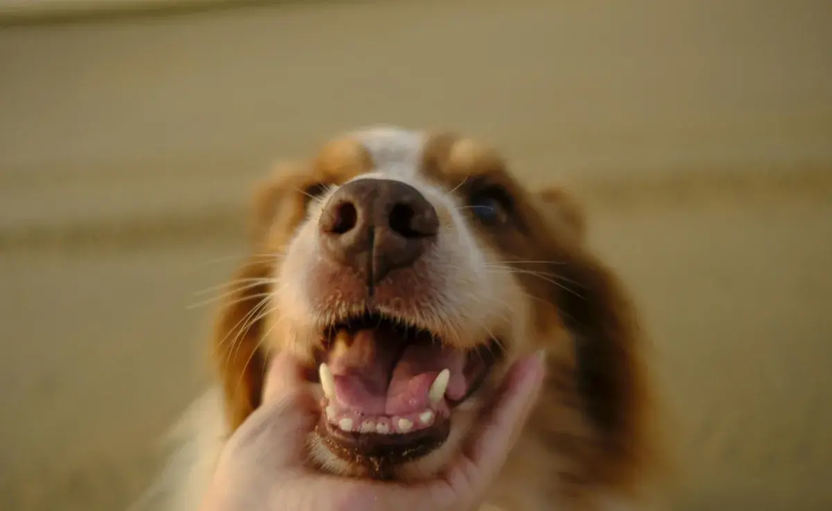 Los perros nacen sin dientes. Entre la semana 3 y 4 es cuando salen los de leche.