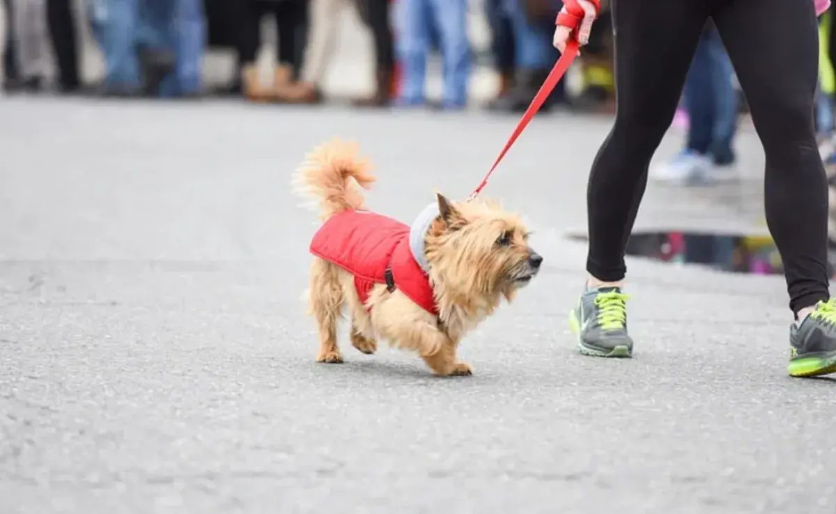 ¿Cuánto tiempo necesita cada perro para un paseo ideal?
