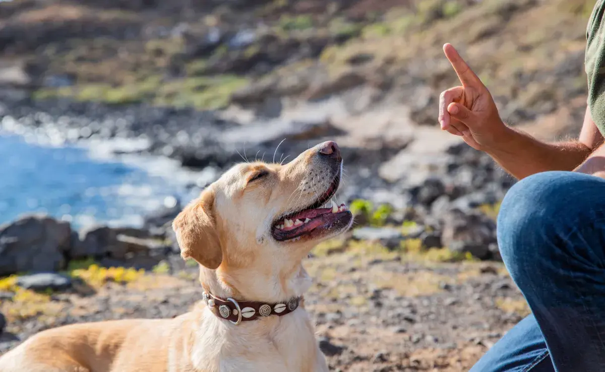 Uno de los secretos más importantes para entrenar a un perro es el uso del refuerzo positivo.