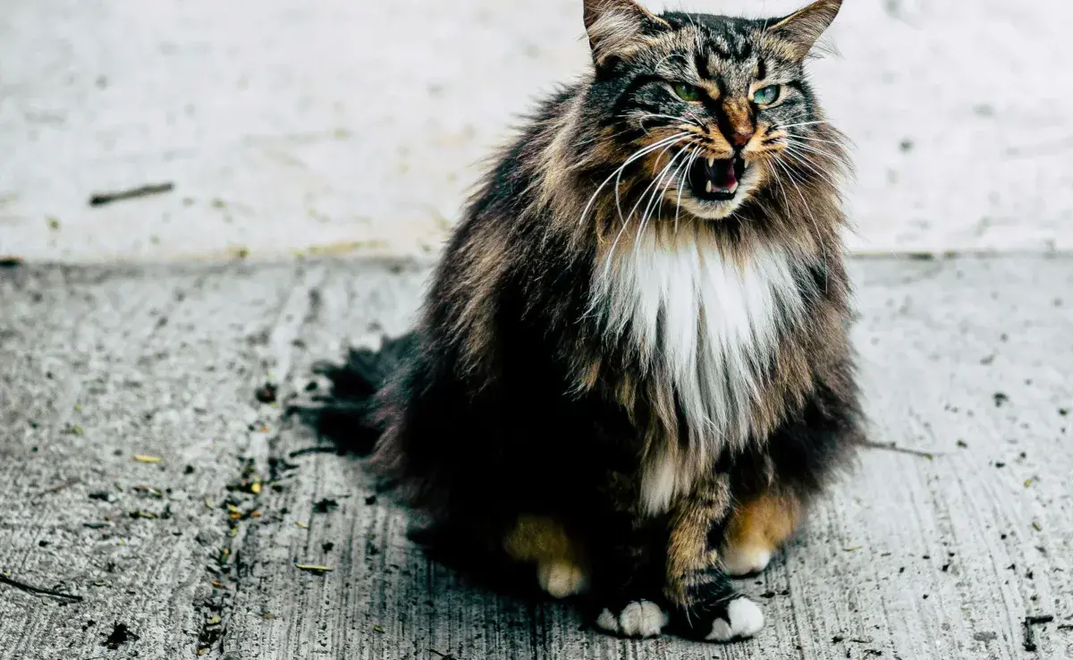 Si tu gato vomita con sangre, podría ser gastritis.