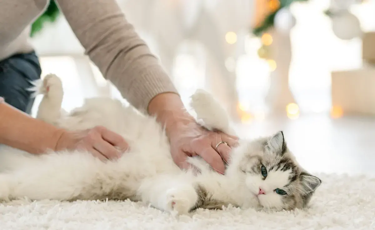 Las gatas pueden entrar en celo y ser fértiles desde los cinco o seis meses de edad. 