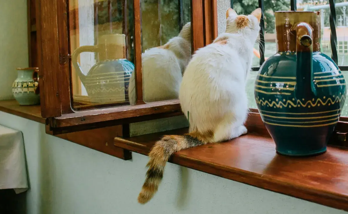 Si tu gato se arrastra mucho, puede ser una infección.